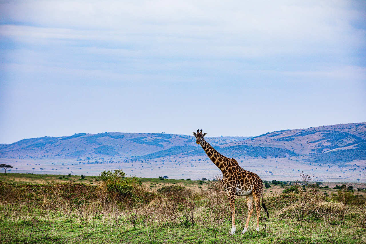 giraffe, wild animals, wilderness-7763373.jpg